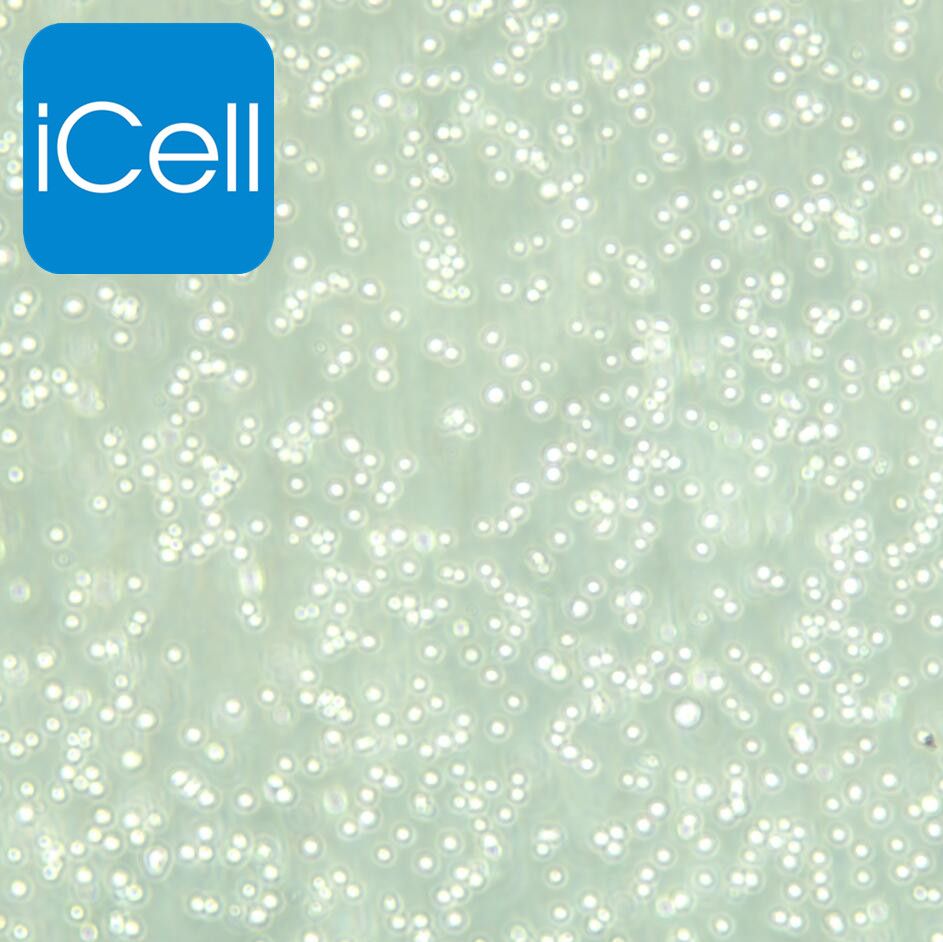 CEM/C1 人急性淋巴细胞白血病细胞/STR鉴定