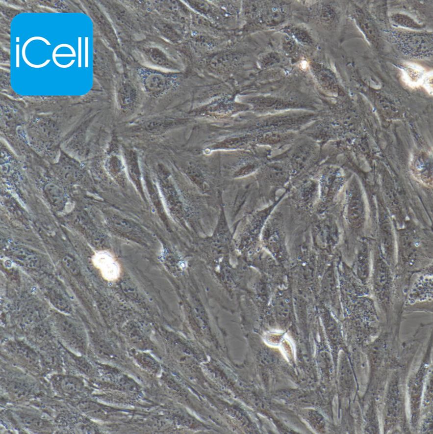 H9C2 大鼠心肌细胞/ATCC专业引进/送STR鉴定