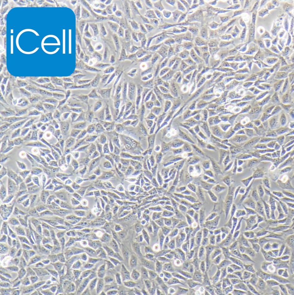 TM3 小鼠睾丸间质细胞/种属鉴定/赛百慷（iCell）