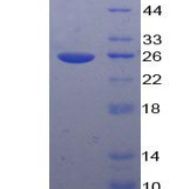 铜蓝蛋白(CP)重组蛋白(多属种)