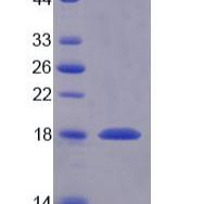 乳脂球表皮生长因子8(MFGE8)重组蛋白(多属种)