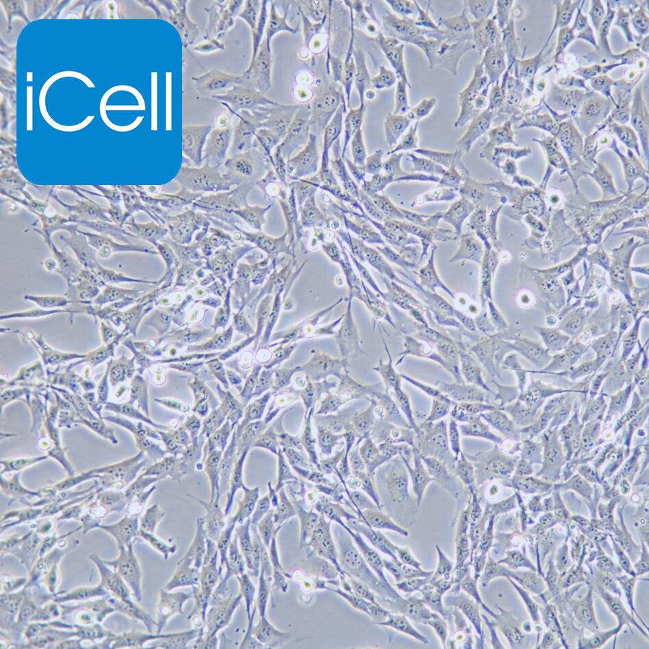 HL-1 小鼠心肌细胞  种属鉴定 赛百慷（iCell）