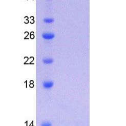 角蛋白1(CK1)重组蛋白(多属种)