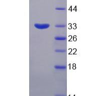 含Src同源物2域适配蛋白B(SHB)重组蛋白(多属种)