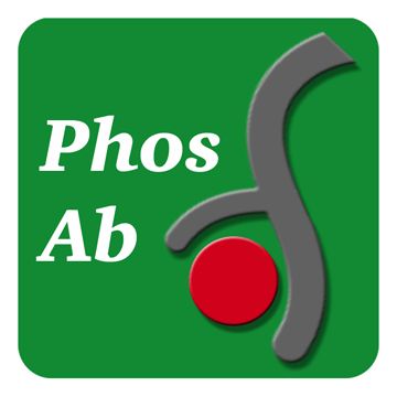 EB3 (Ser-162), phospho-specific Rabbit Polyclonal