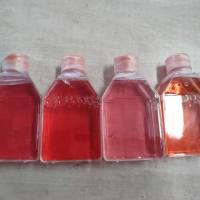 KGN、KGN细胞、人卵巢颗粒细胞瘤细胞/STR鉴定/镜像绮点（Cellverse）