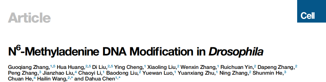 果蝇基因组DNA 6mA修饰在胚胎发育中的作用和调控机制