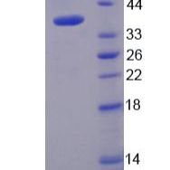 Bcl2相关髓细胞白血病序列1(MCL1)重组蛋白(多属种)