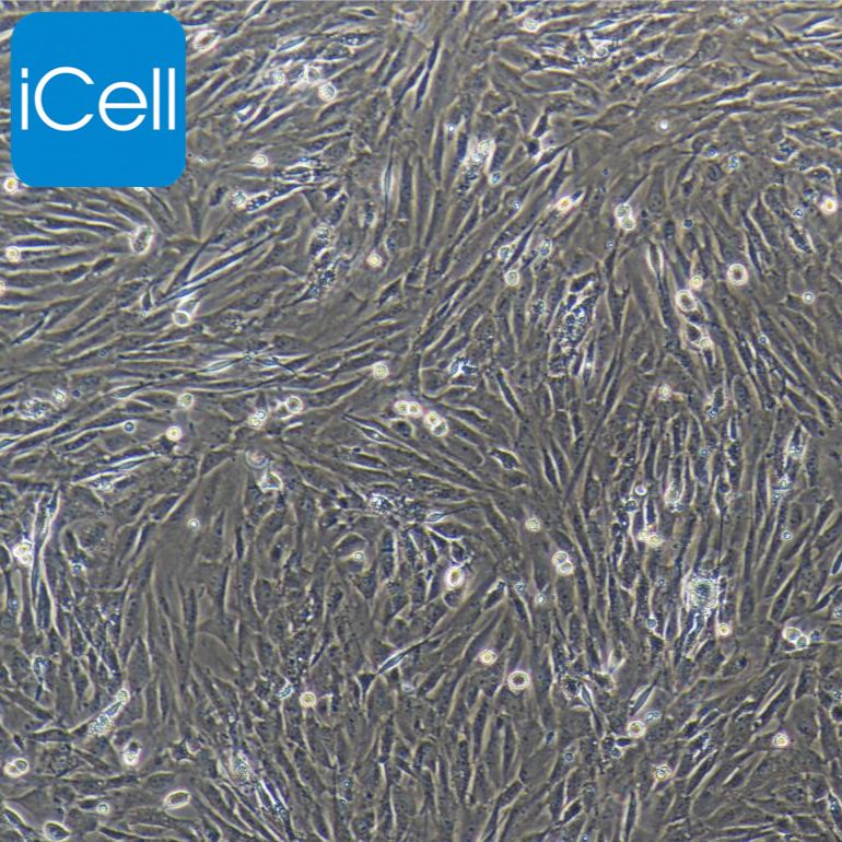Ⅱ型肺泡上皮细胞/间充质干细胞/淋巴管内皮细胞/免疫荧光鉴定