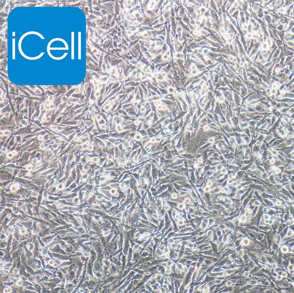 KNS-89 人脑胶质瘤细胞/STR鉴定/赛百慷（iCell） 