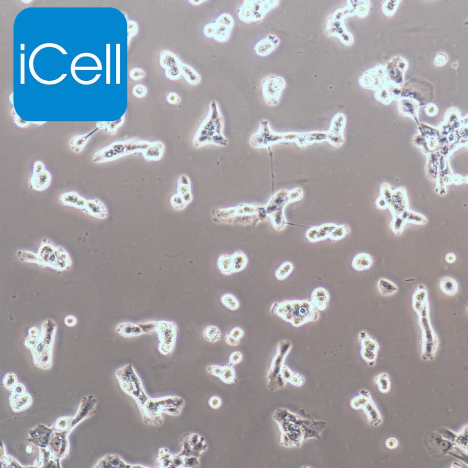 SK-MEL-1 人皮肤黑色素瘤细胞/STR鉴定/镜像绮点（Cellverse）