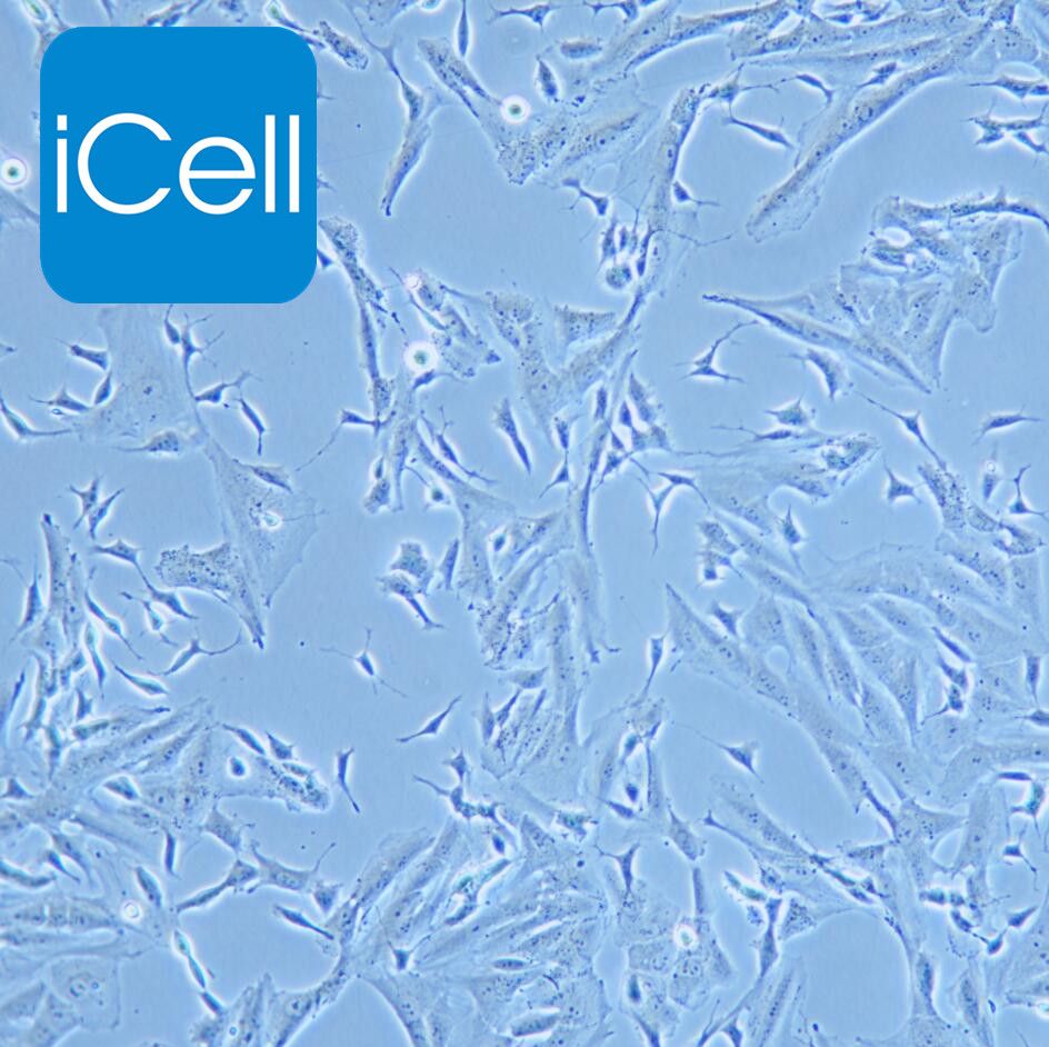 SK-N-SH 人神经母细胞瘤细胞/STR鉴定/镜像绮点（Cellverse）