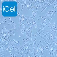 SK-N-SH 人神经母细胞瘤细胞/STR鉴定/镜像绮点(Cellverse)