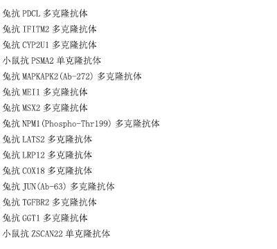 兔抗HBP1多克隆抗体