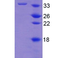 ⅩⅤ型胶原(COL15)重组蛋白(多属种)