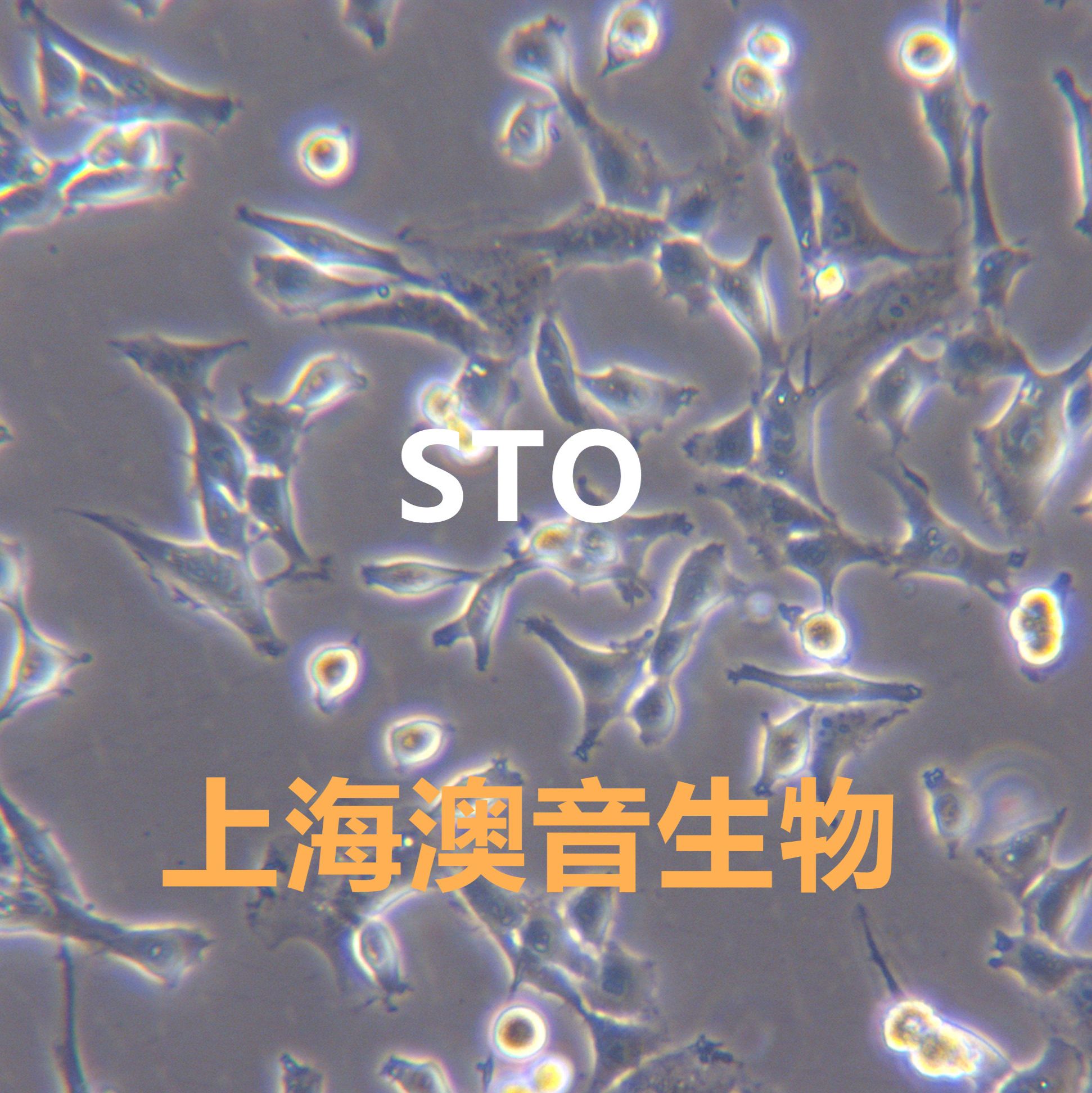 STO|STO细胞|小鼠胚胎成纤维细胞