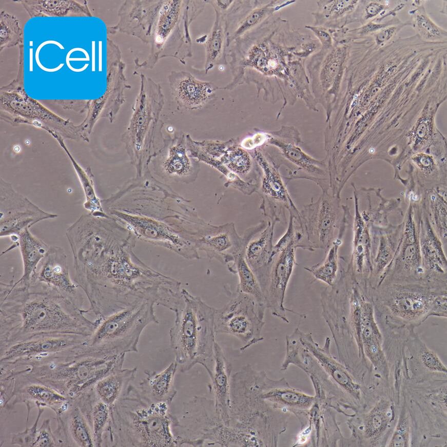 A7r5 大鼠胸大动脉平滑肌细胞  种属鉴定 镜像绮点（Cellverse）