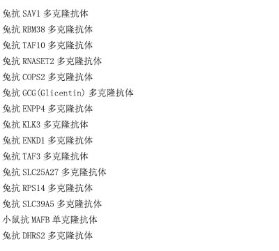 兔抗HUNK多克隆抗体