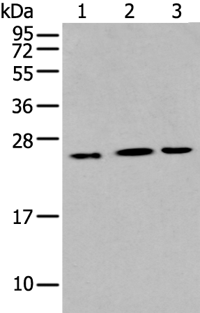 兔抗IL6多克隆抗体