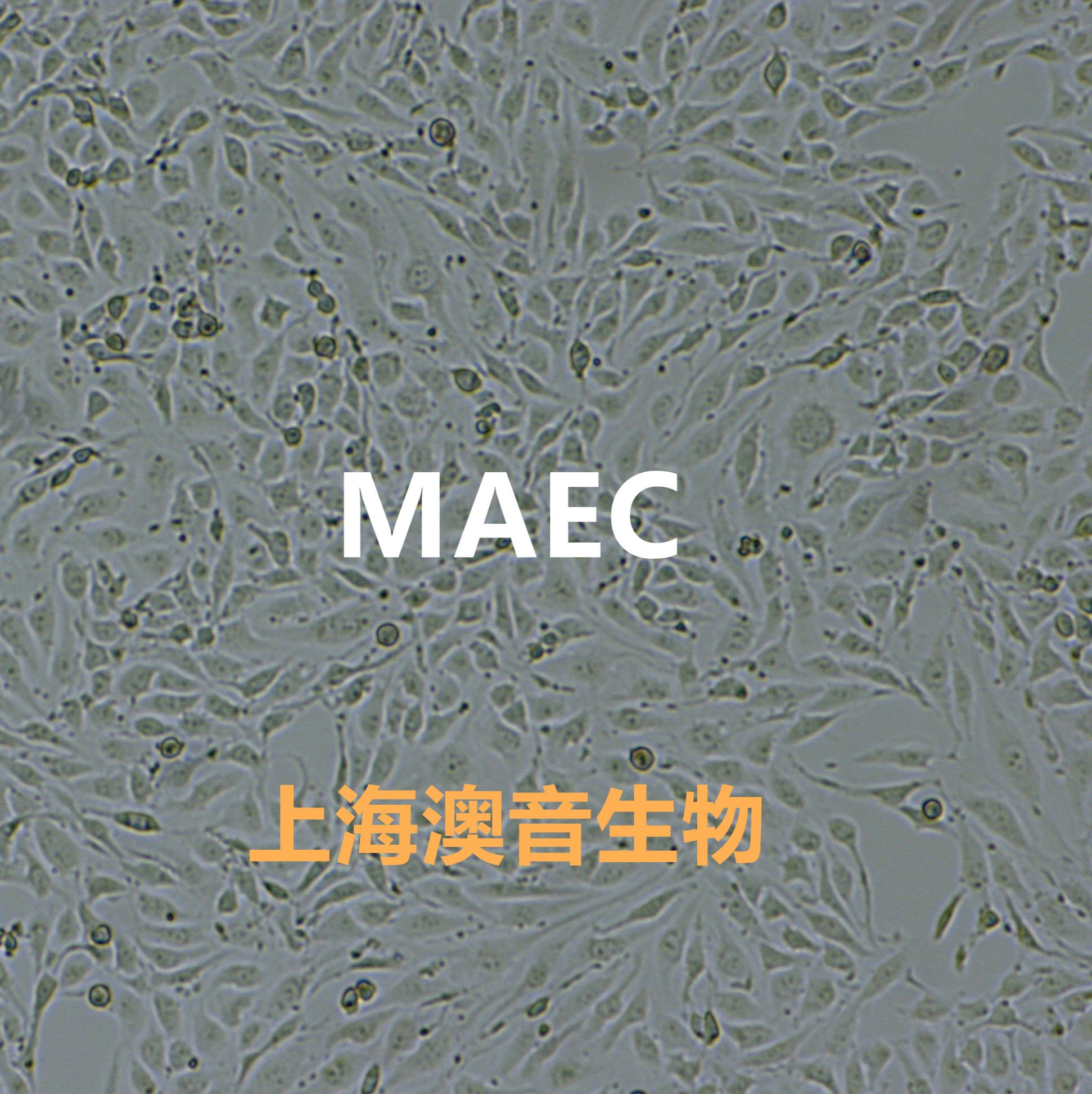 MAEC小鼠主动脉内皮细胞