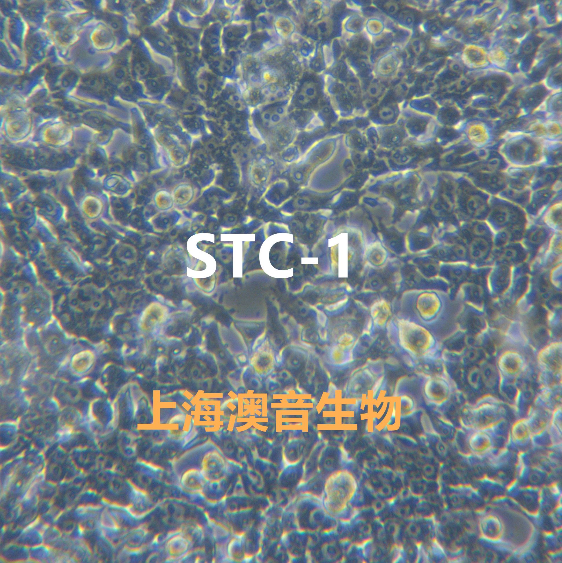 STC-1小鼠小肠内分泌细胞