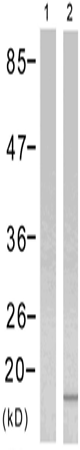 兔抗HIST1H3D(PhosphoSer10)多克隆抗体