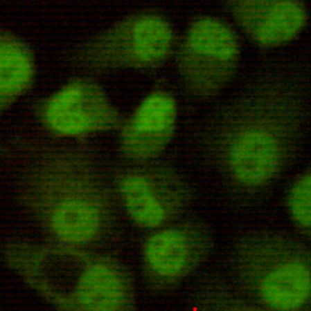 小鼠抗PRKDC单克隆抗体