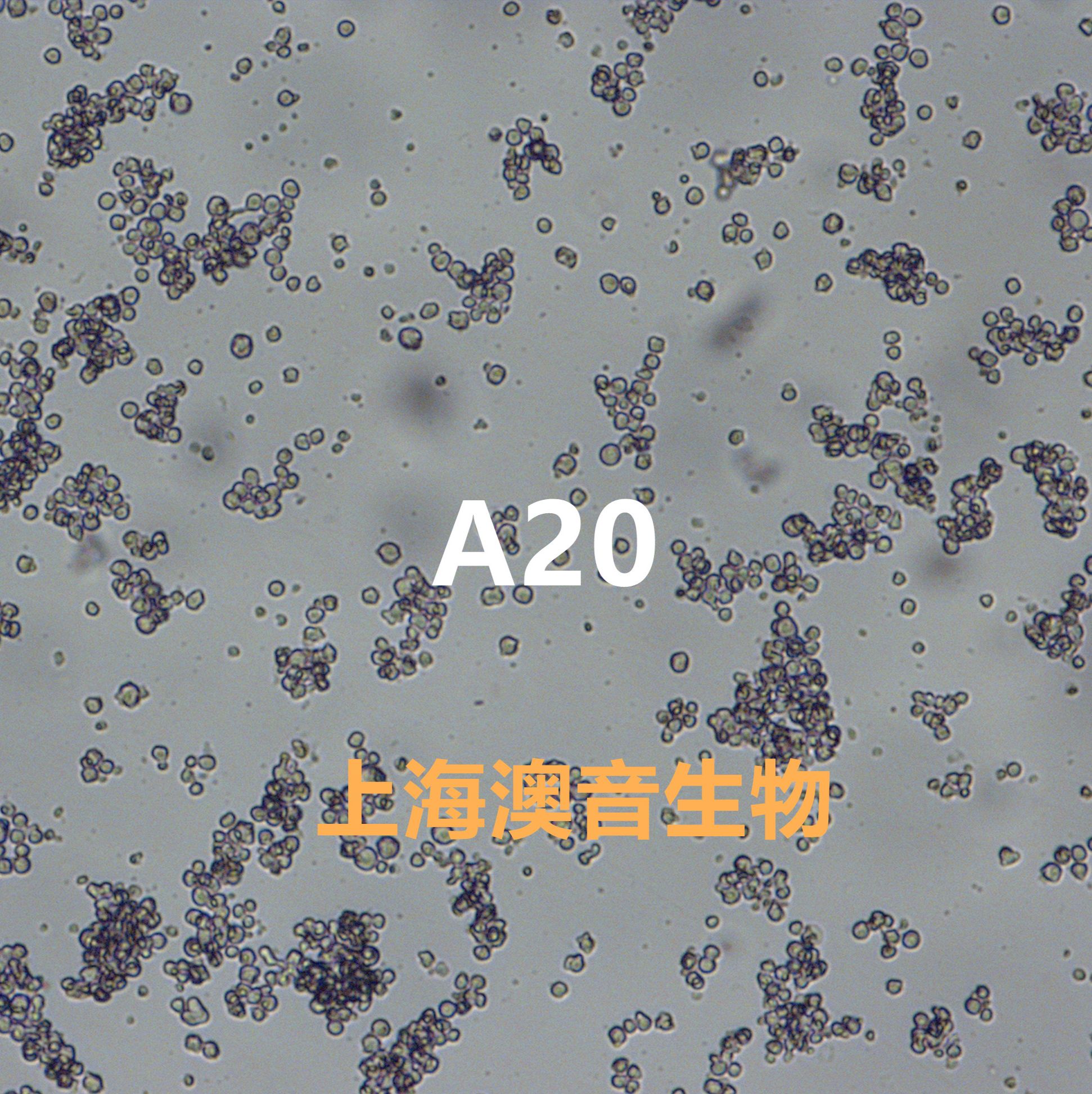 A20[	A-20]小鼠B细胞淋巴瘤细胞