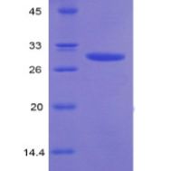 白介素12受体β2(IL12Rb2)重组蛋白(多属种)