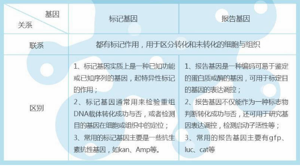 标记基因和报告基因区别与联系