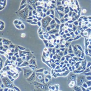 人肝癌细胞；BEL-7402
