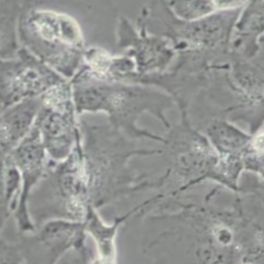 人肝癌细胞；Hep3B2.1-7