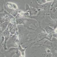 人肝癌细胞；Hep3B2.1-7