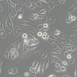 人肺鳞癌细胞；NCI-H226