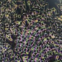 肝癌细胞/人肝癌细胞/HuH-7