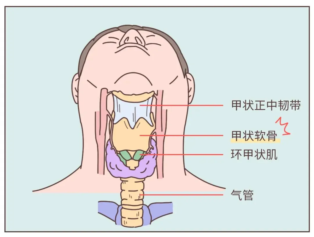 喉头面部解剖矢量图插画图片素材_ID:124752763-Veer图库