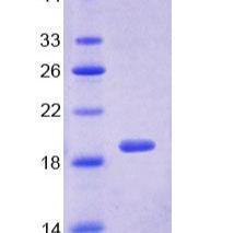 B-淋巴细胞激活抗原B7-1(LAB7-1)重组蛋白(多属种)