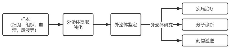 探索外泌体的分离与纯化，免费试用为度生物外泌体提取磁性微球