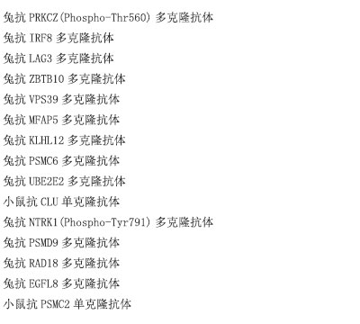 兔抗LAMP2多克隆抗体