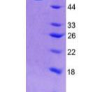 低密度脂蛋白受体相关蛋白5样蛋白(LRP5L)重组蛋白(多属种)