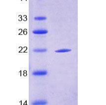 转化因子2β(TRA2b)重组蛋白(多属种)