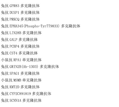 小鼠抗SIRT1单克隆抗体