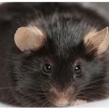 DIO小鼠 诱导的肥胖动物模型