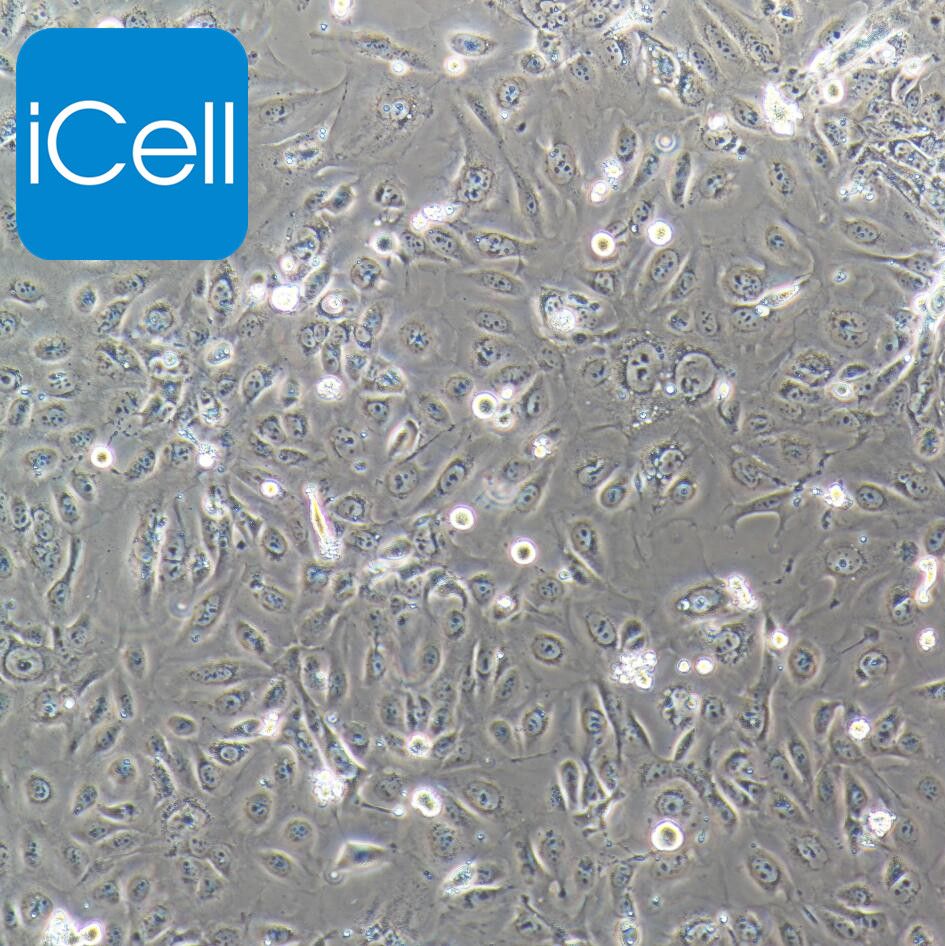 SV-HUC-1人正常膀胱上皮细胞/STR鉴定/镜像绮点（Cellverse）