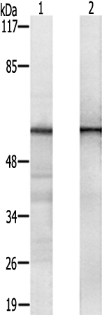 兔抗HNRNPLL多克隆抗体