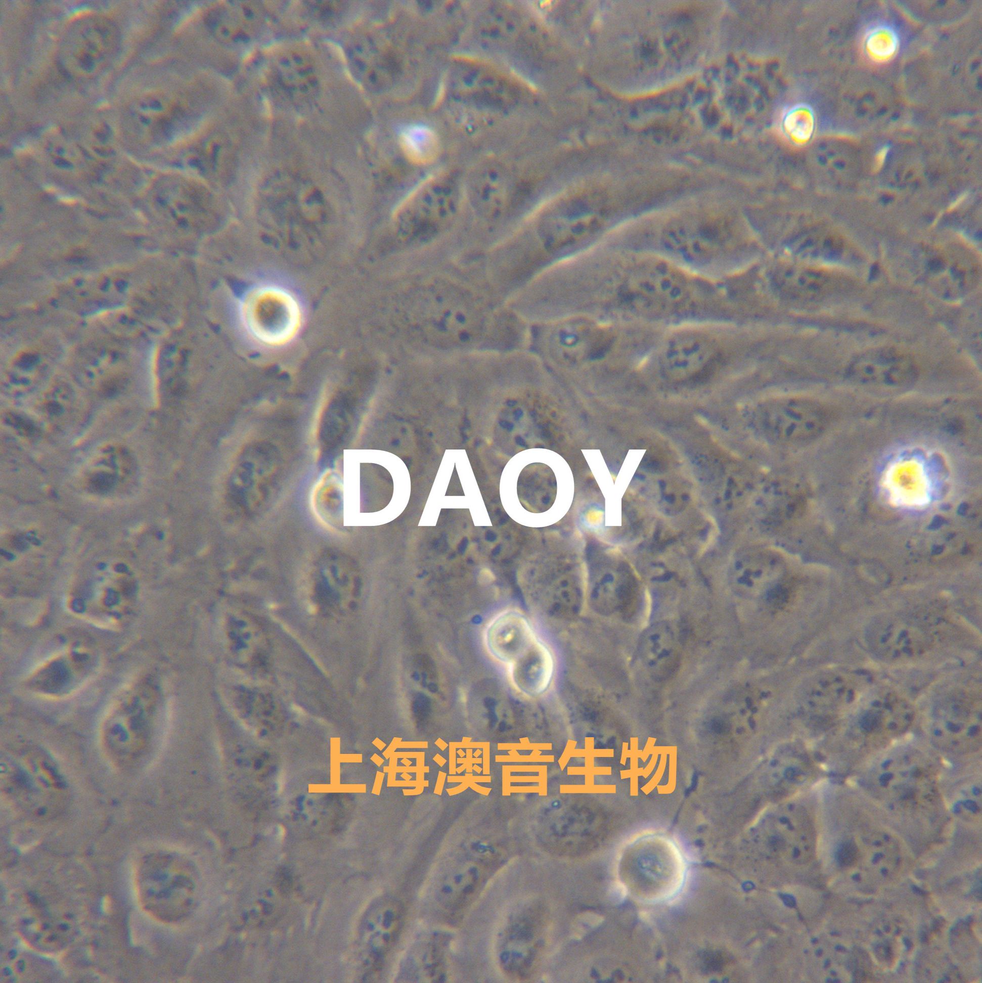 Daoy[DAOY; D324 Med]髓母细胞瘤细胞