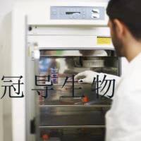 KKU-023 Cell;KKU-023细胞系(STR鉴定图谱