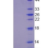 DnaJ/Hsp40同源物亚家族C成员12(DNAJC12)重组蛋白(多属种)