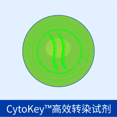 CytoKey™高效转染试剂