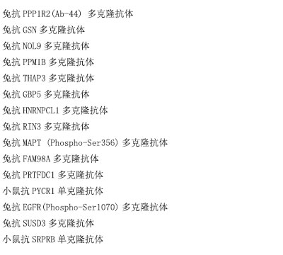 小鼠抗RPL10A单克隆抗体